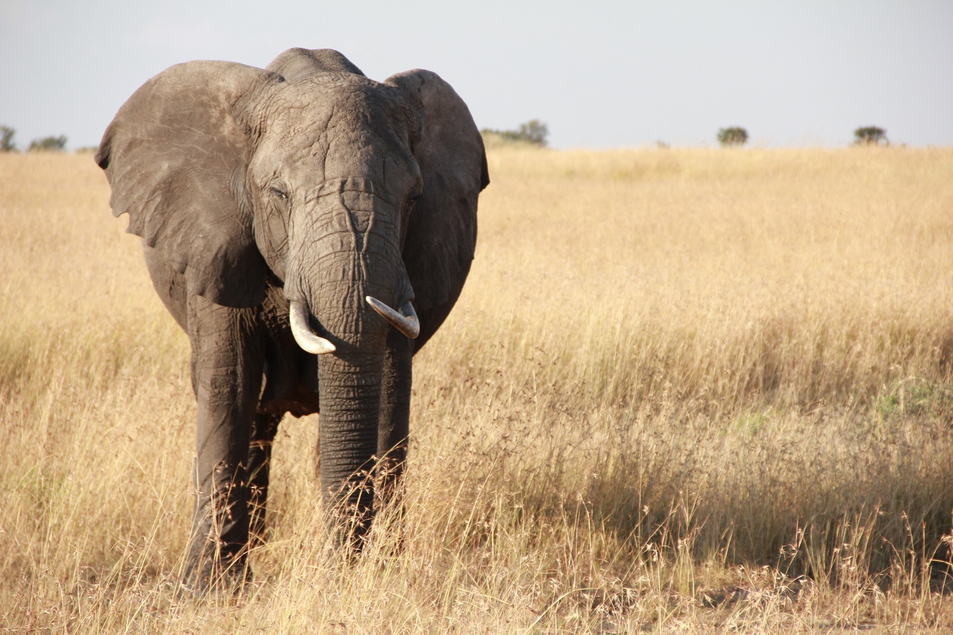 African Elephant, Serengeti, Tanzania