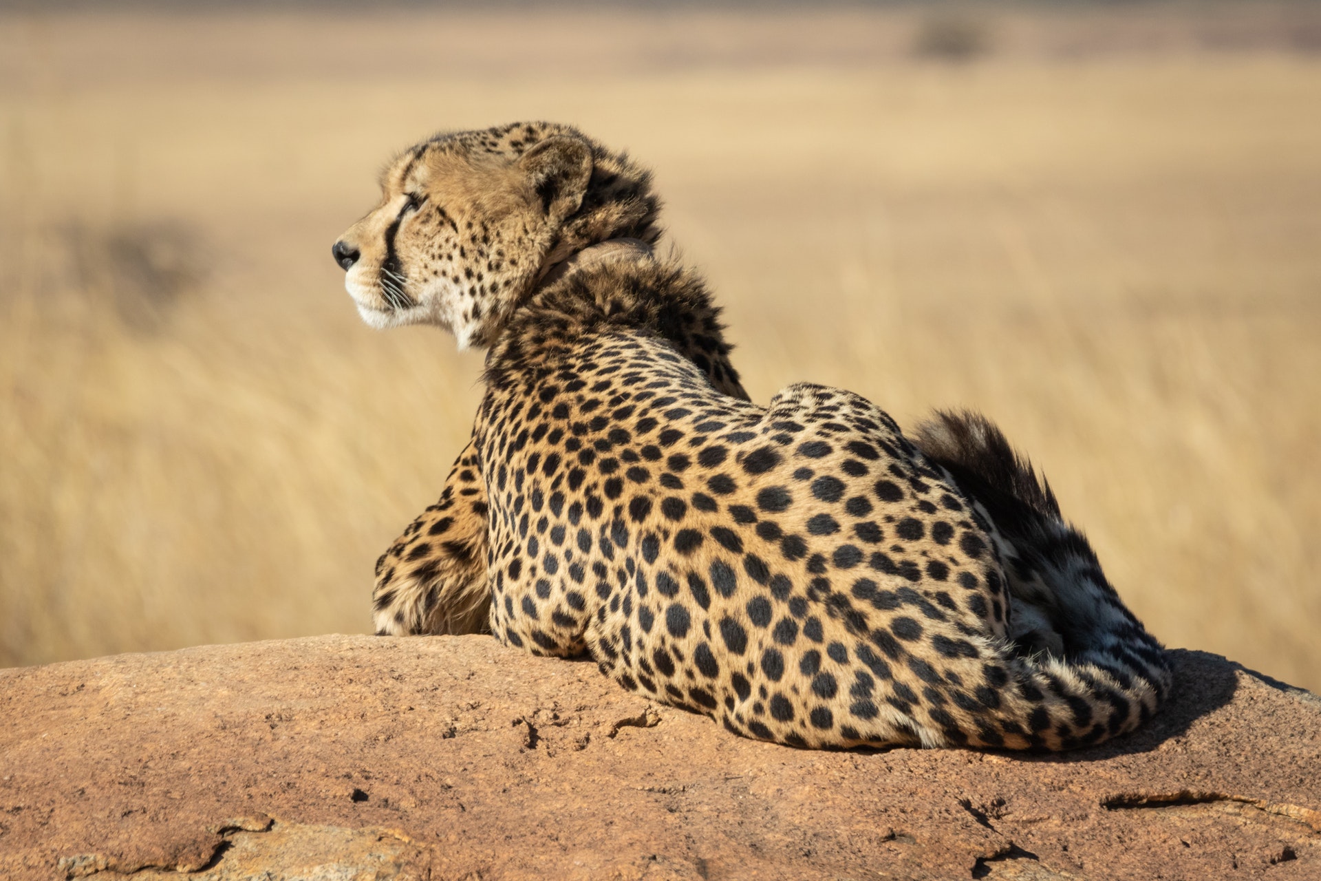 Tanzania safari packages