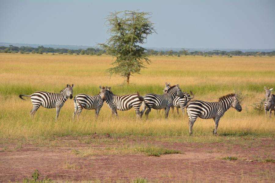 3 Days Serengeti Ngorongoro Safari