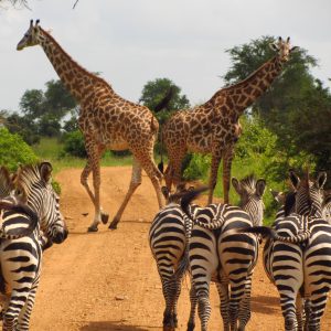 Kili Tanzanite Safaris – Nature is beautiful, let's show you