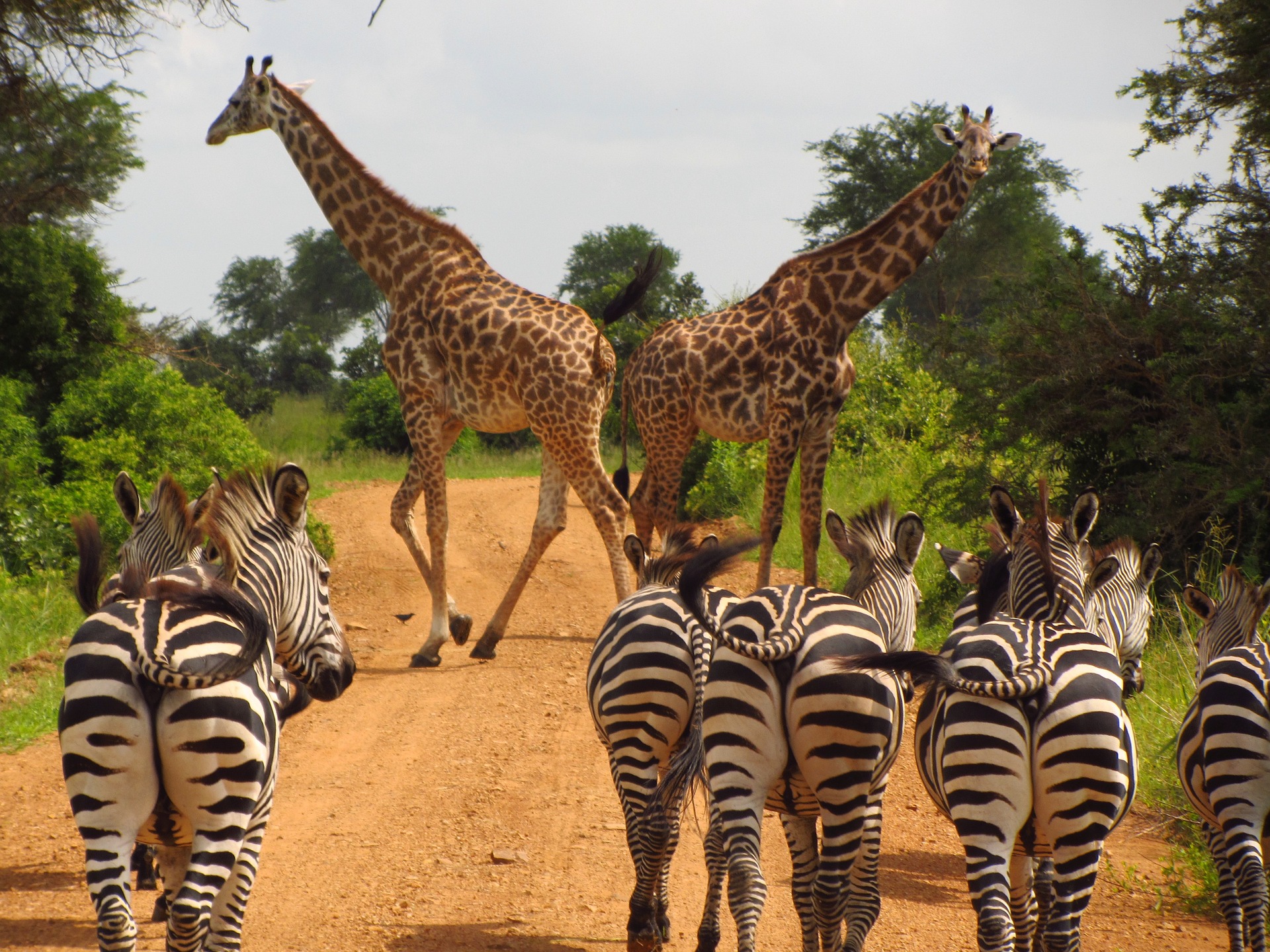 Zebra and Giraffes in Mikumi National Park