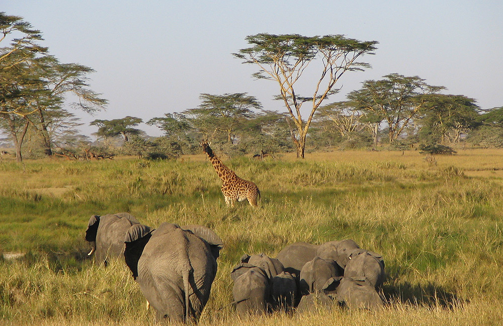 Serengeti