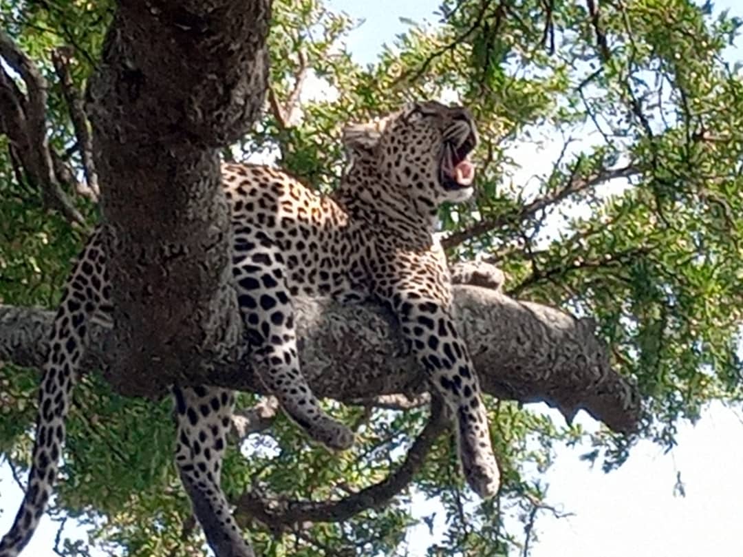 Leopard at tree climbing