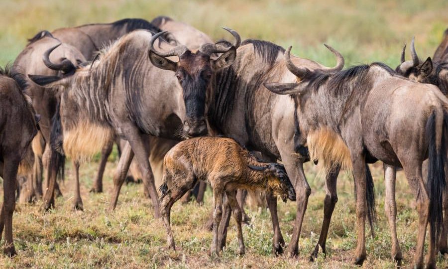 Tanzania safari offers for the calving Season in Serengeti – Kili ...