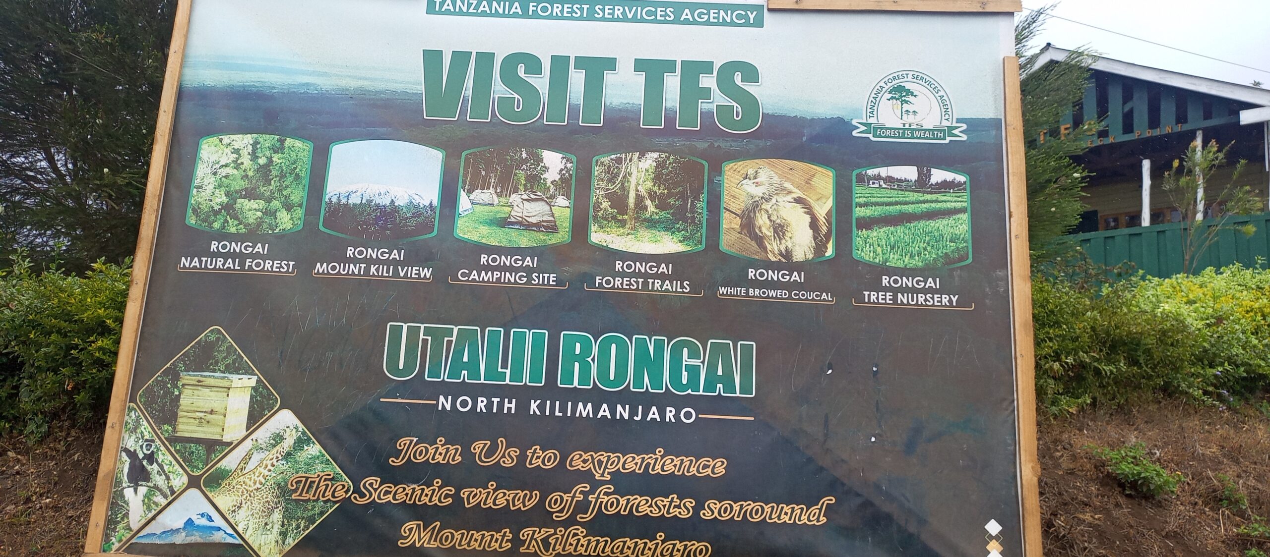 Kilimanjaro trekking with forest tours Rongai