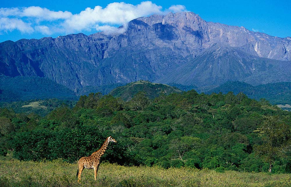 Jungle Adventures Mount Meru and Kilimanjaro treks