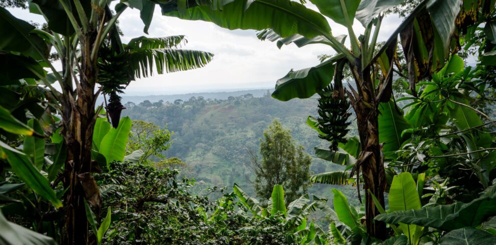 Coffee Plantation in the Mount Kilimanjaro