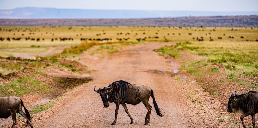 Wildebeest in Serengeti