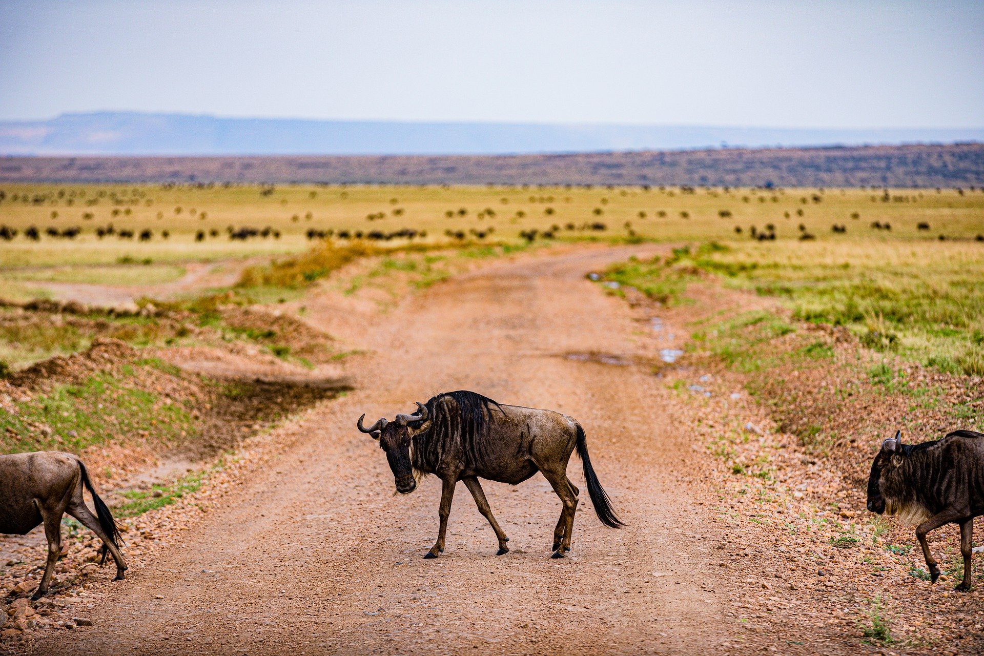 Wildebeest in Serengeti